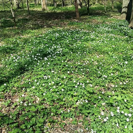 Apartament Aquamarine Polanki Lägenhet *